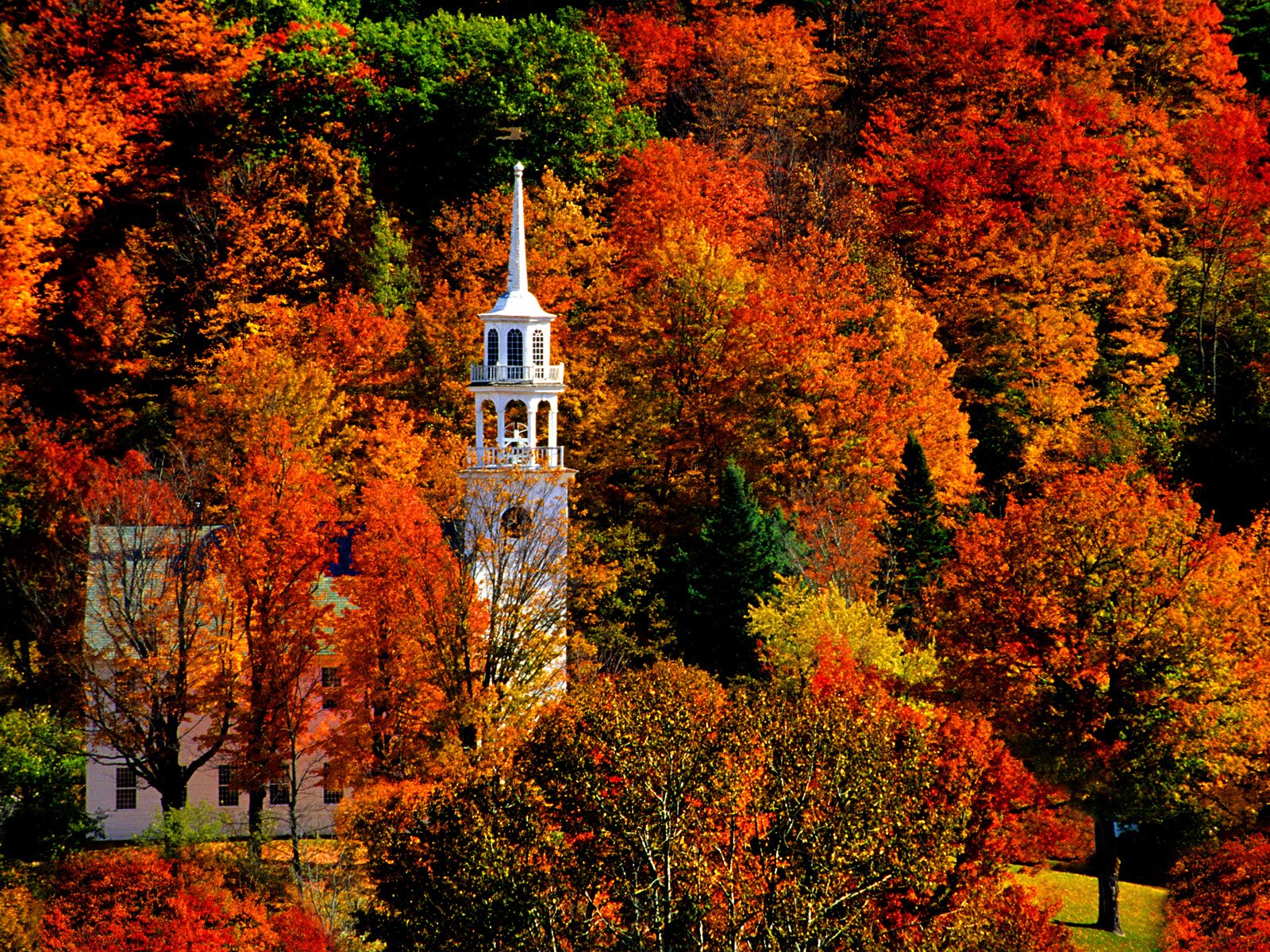 Download Tree Forest Fall Religious Church Wallpaper