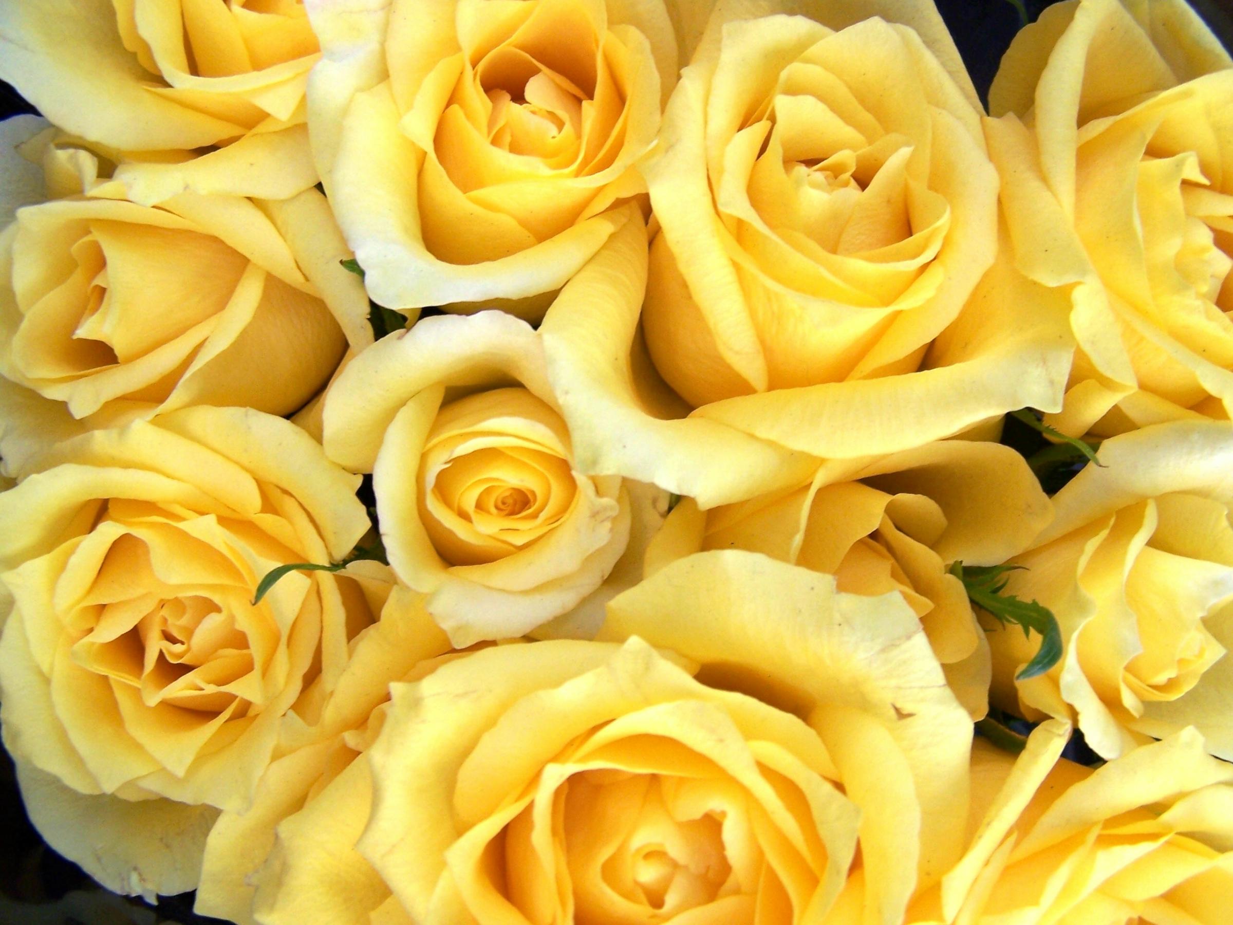Yellow roses symbolize friendship. This image showcases beautiful yellow roses, perfect for a desktop wallpaper.