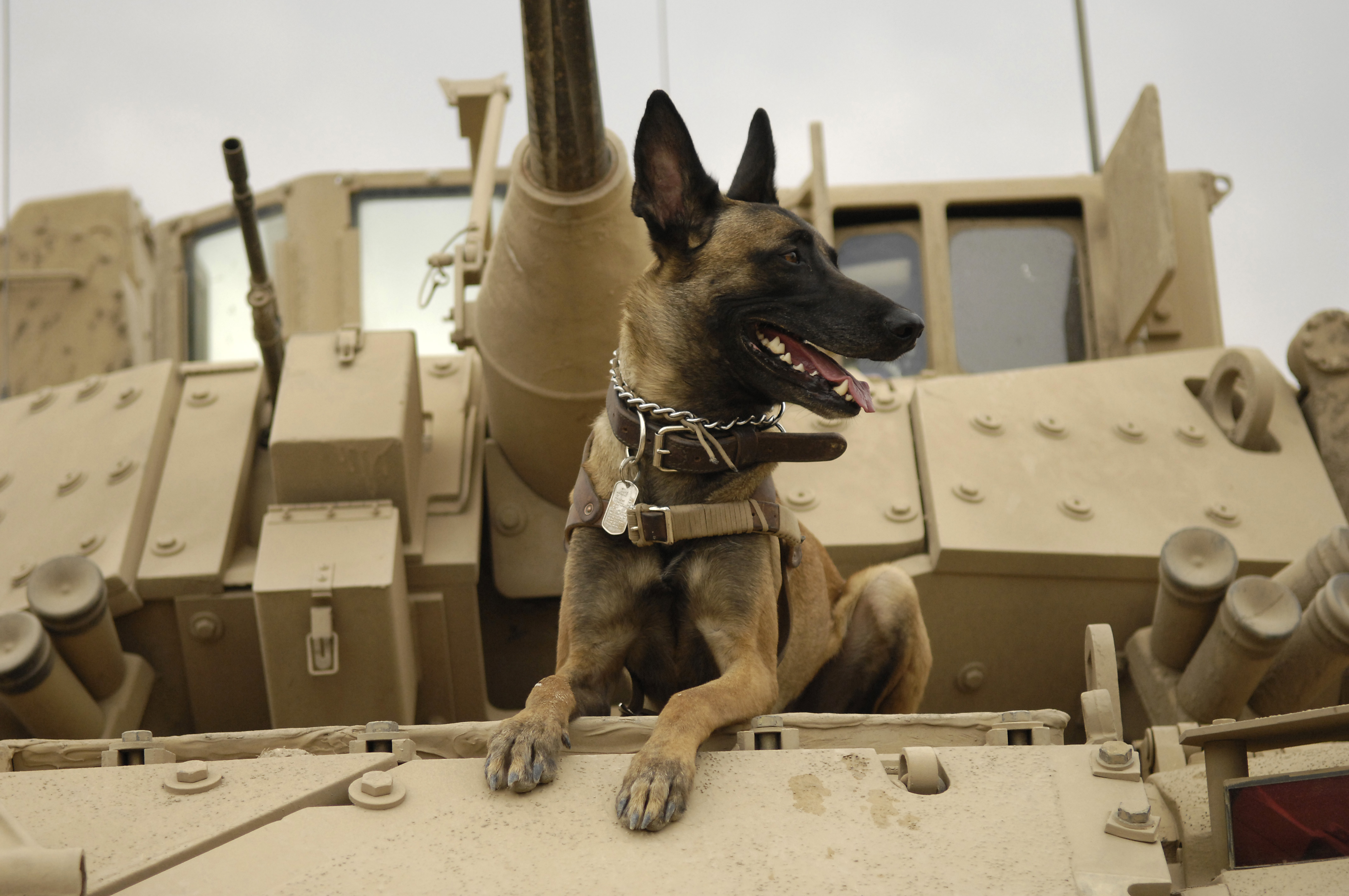 A United States Air Force Belgian Malinois on a M2A3 Bradley Fighting Vehicle by Stacy L. Pearsall