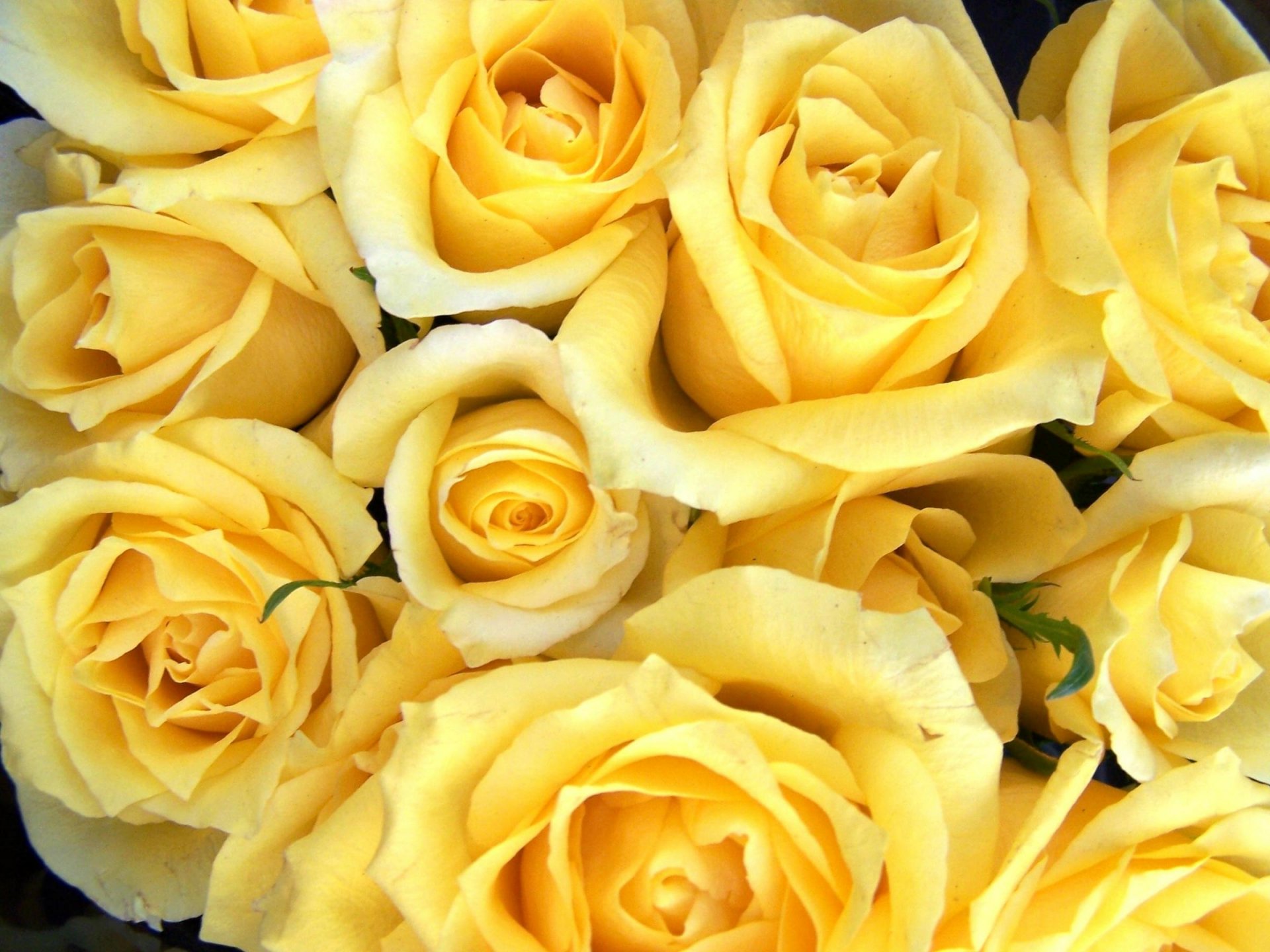 Розы желтые фотопанно
