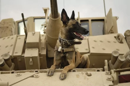 A Belgian Malinois sits on a military tank in this HD desktop wallpaper, confidently showcasing its presence against the backdrop of armored equipment.
