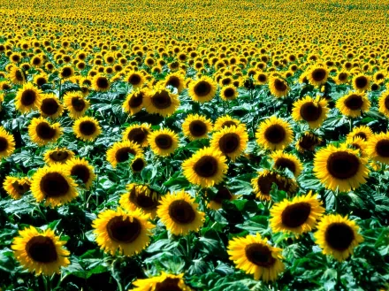 nature sunflower HD Desktop Wallpaper | Background Image