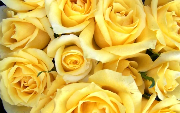 HD desktop wallpaper featuring a close-up of vibrant yellow roses in full bloom, showcasing the beauty of nature. This floral background exudes a cheerful and warm aesthetic.