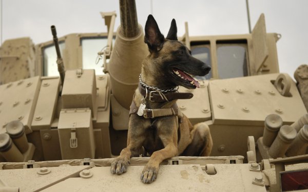Animal Belgian Malinois Dogs Tank Dog Military HD Wallpaper | Background Image