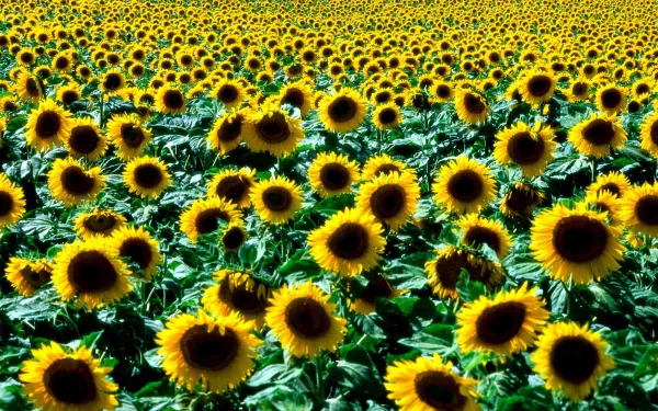 A vibrant HD desktop wallpaper showcasing a vast field of blooming sunflowers under bright sunlight, highlighting the beauty of nature in full bloom.