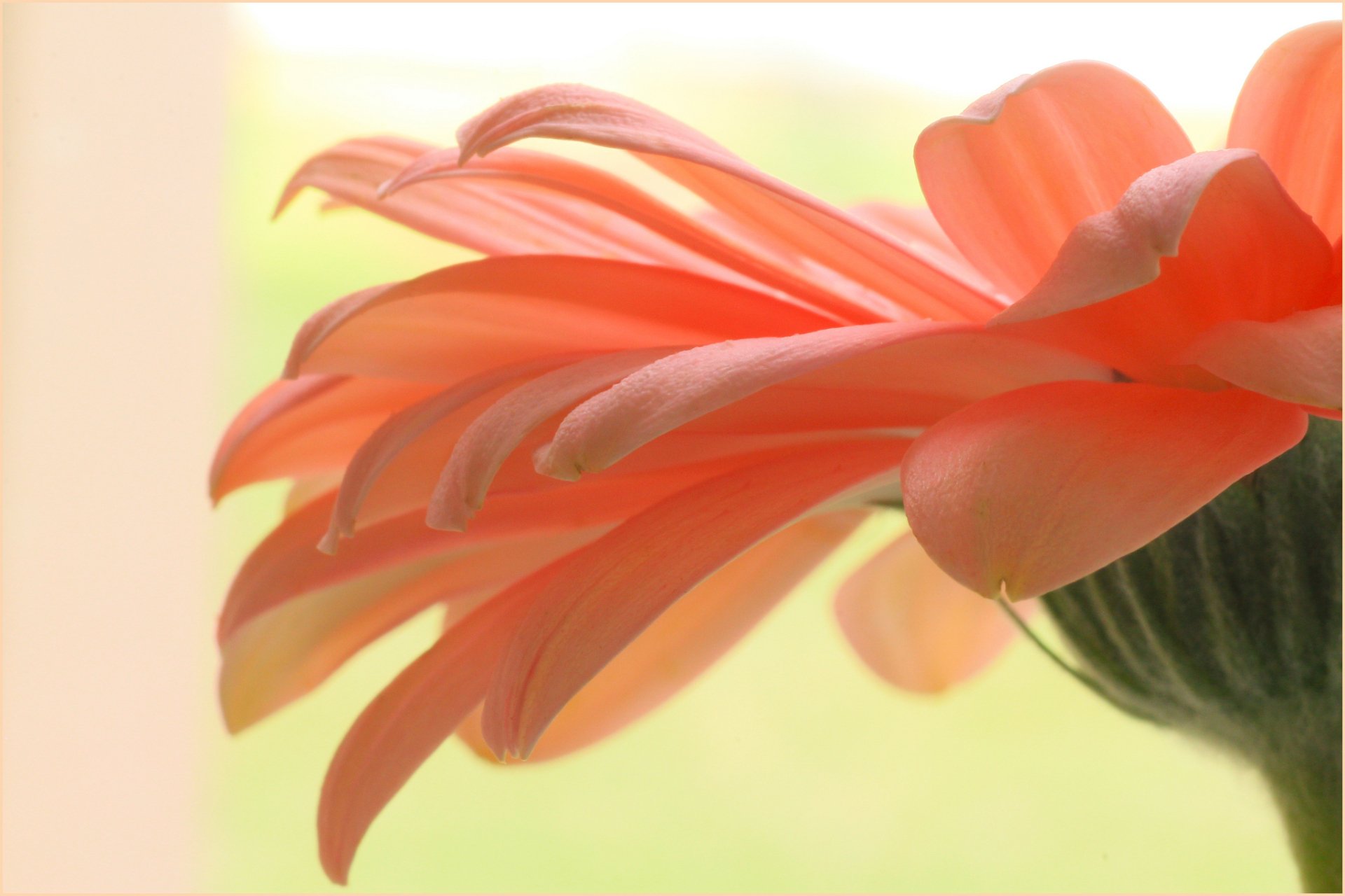 Download Peach Flower Flower Nature Gerbera HD Wallpaper