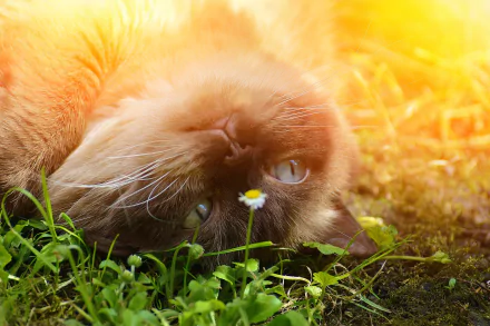 sunny Animal cat HD Desktop Wallpaper | Background Image