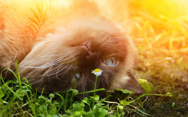 sunny Animal cat HD Desktop Wallpaper | Background Image