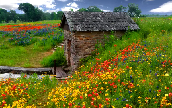  Shed in Flower Field
