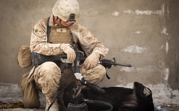 Military Soldier Gun Rifle Dog HD Wallpaper | Background Image