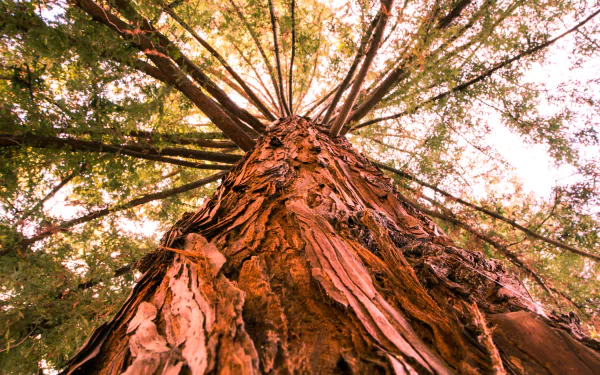 canopy nature tree HD Desktop Wallpaper | Background Image