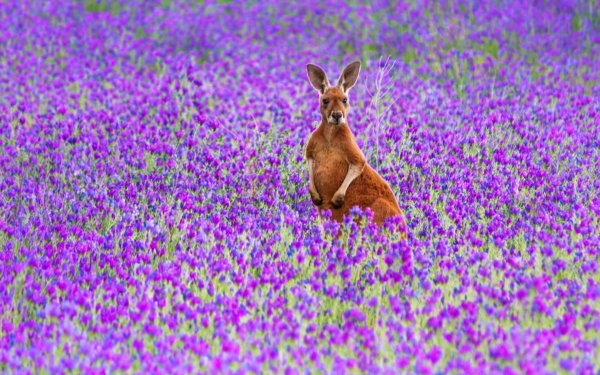 Animal Kangaroo Field Nature Flower Purple Flower HD Wallpaper | Background Image