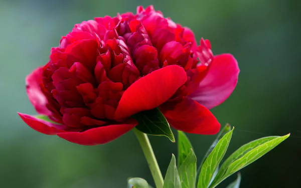 Close-up HD desktop wallpaper of a vibrant red peony flower showcasing detailed petals and green leaves against a softly blurred natural background.