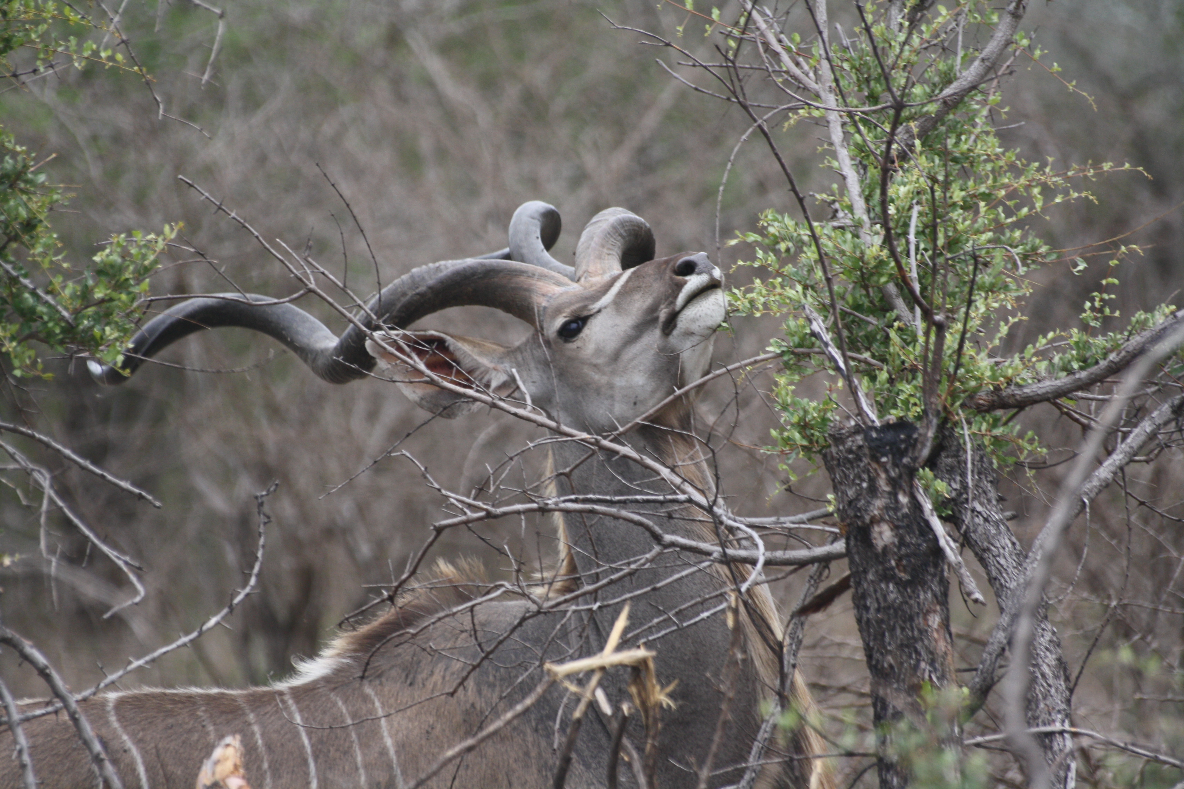 Animal Kudu HD Wallpaper | Background Image