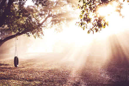 sunny tire swing nature sunbeam HD Desktop Wallpaper | Background Image