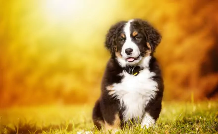 baby animal puppy dog bernese mountain dog Animal sennenhund HD Desktop Wallpaper | Background Image