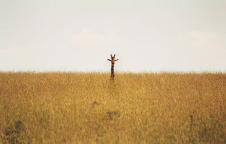savanna Animal giraffe HD Desktop Wallpaper | Background Image