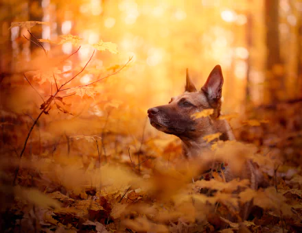 A Belgian Malinois dog rests amid golden fall foliage, captured in vibrant 4K Ultra HD as warm sunlight filters through autumn trees.