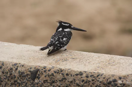 Pied Kingfisher Animal kingfisher HD Desktop Wallpaper | Background Image
