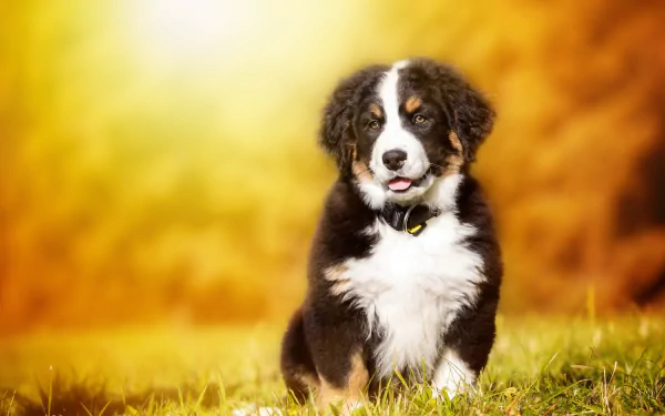 baby animal puppy dog bernese mountain dog Animal sennenhund HD Desktop Wallpaper | Background Image