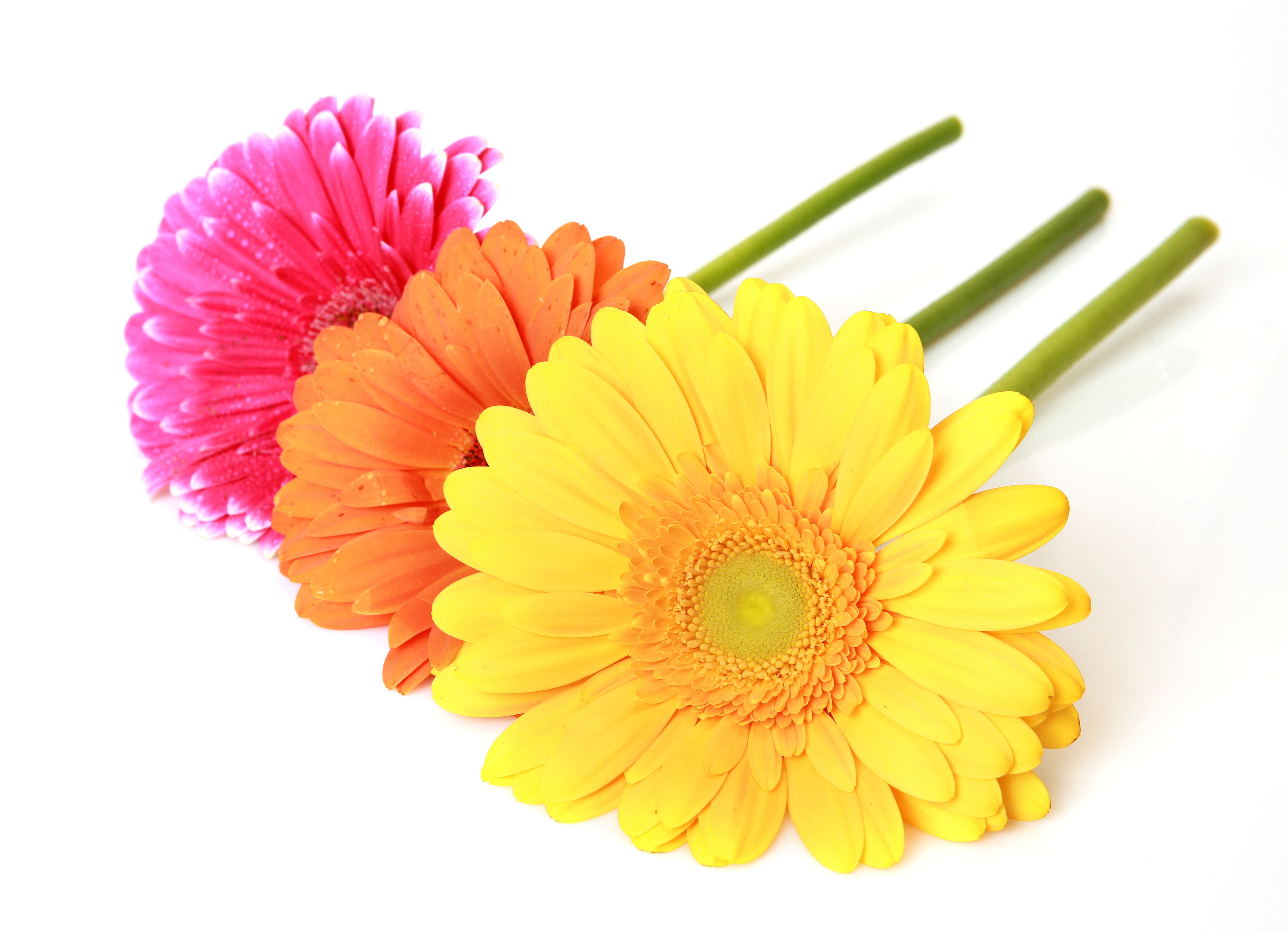 Download Pink Flower Orange Flower Yellow Flower Flower Nature Gerbera