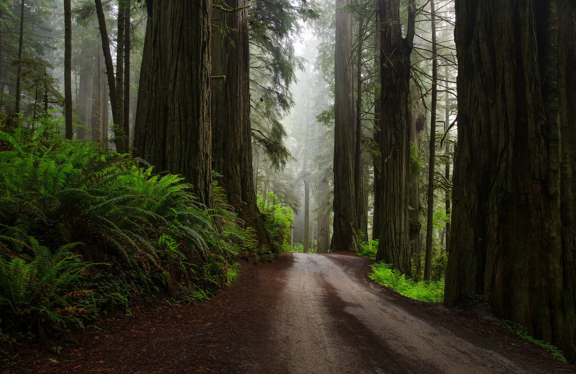 Download Fern Dirt Road Redwood Green Forest Man Made Road HD Wallpaper