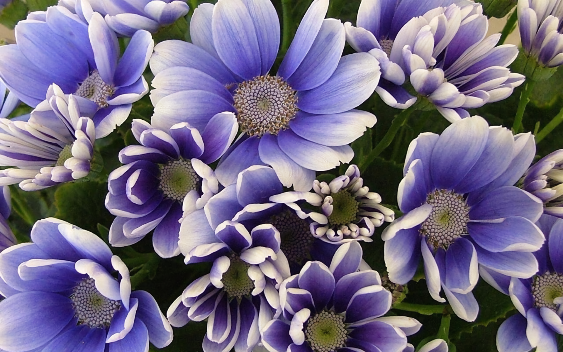 Close-up of clustered purple flowers with white-edged petals and yellow centers, a vivid nature scene rendered as an HD PC desktop wallpaper and background.