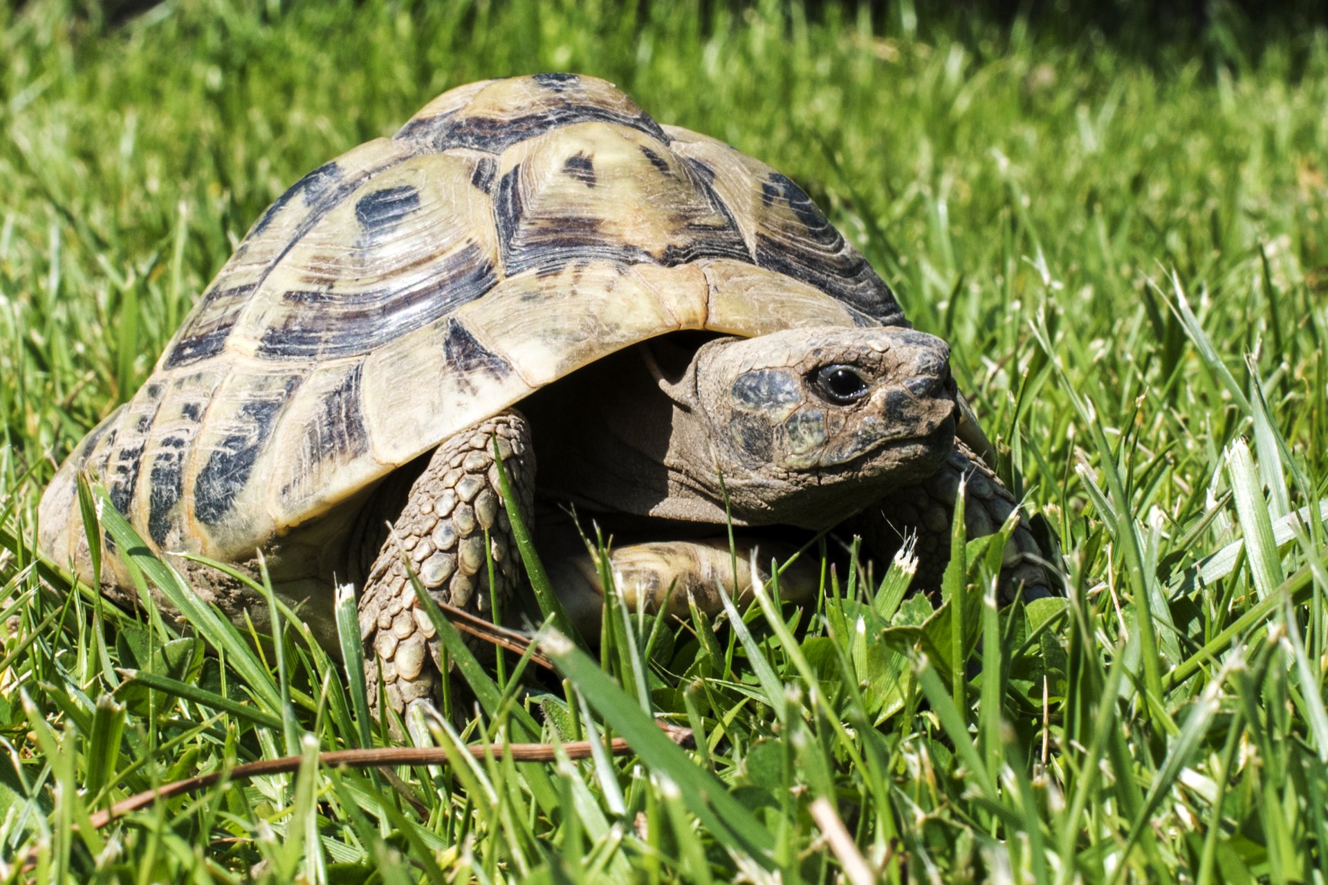 Download Grass Animal Tortoise 4k Ultra HD Wallpaper