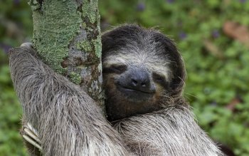 Sloth