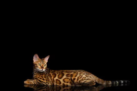 reflection cat Animal bengal cat HD Desktop Wallpaper | Background Image
