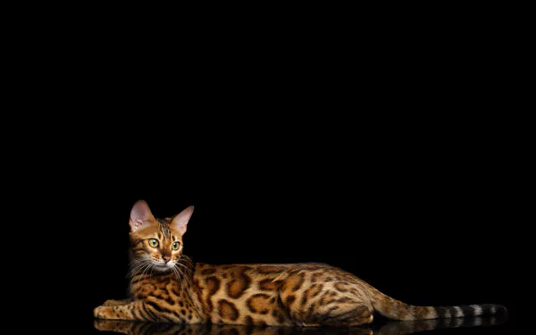 reflection cat Animal bengal cat HD Desktop Wallpaper | Background Image
