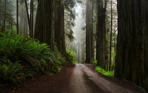Man Made Road Forest Green Redwood Dirt Road Fern HD Wallpaper | Background Image
