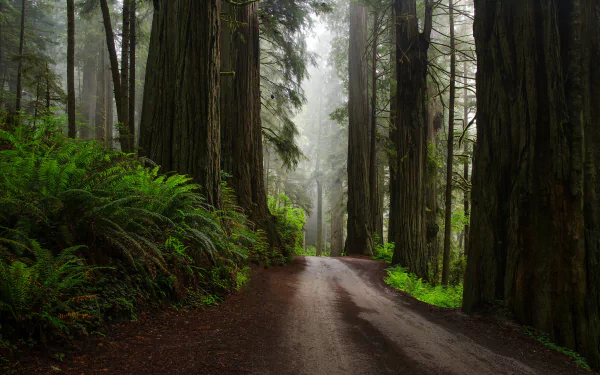  Road in Redwood Forest