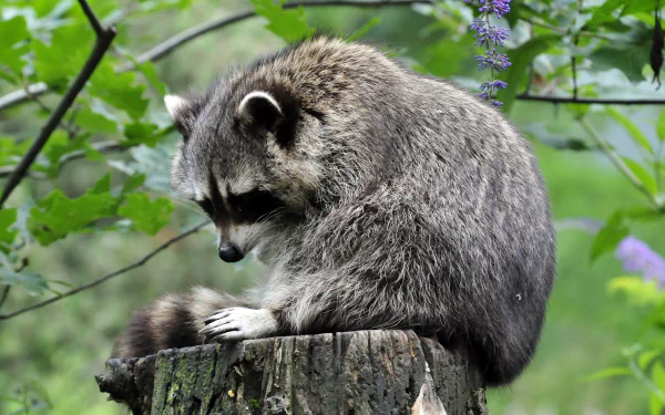 Animal raccoon HD Desktop Wallpaper | Background Image