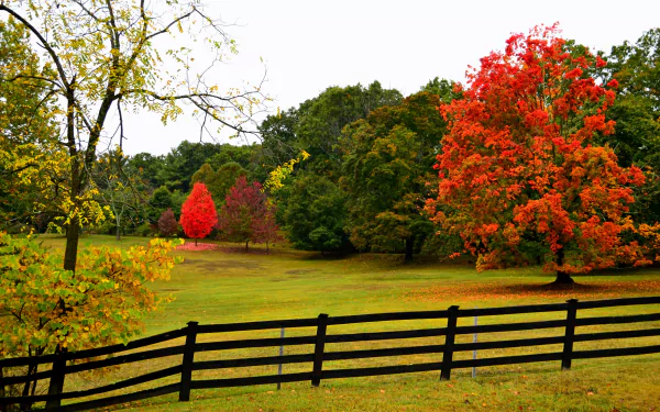 A vibrant fall scene featuring colorful trees behind a wooden fence, captured in 4K Ultra HD as a nature-themed desktop wallpaper.