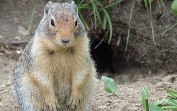 Animal marmot HD Desktop Wallpaper | Background Image