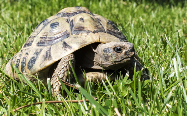 Close-up of a tortoise walking through green grass, captured in sharp detail as a 4K Ultra HD PC desktop wallpaper and background.