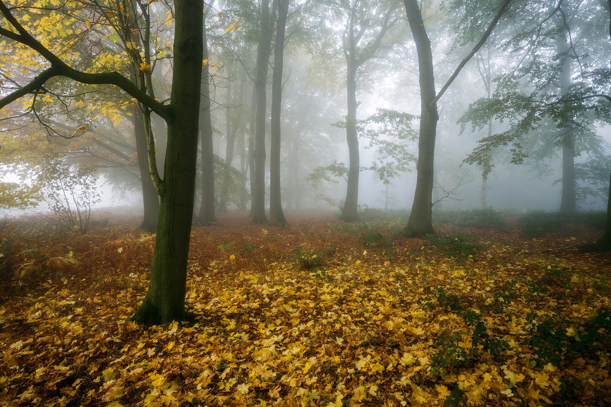 Download Forest Tree Fall Nature Fog HD Wallpaper