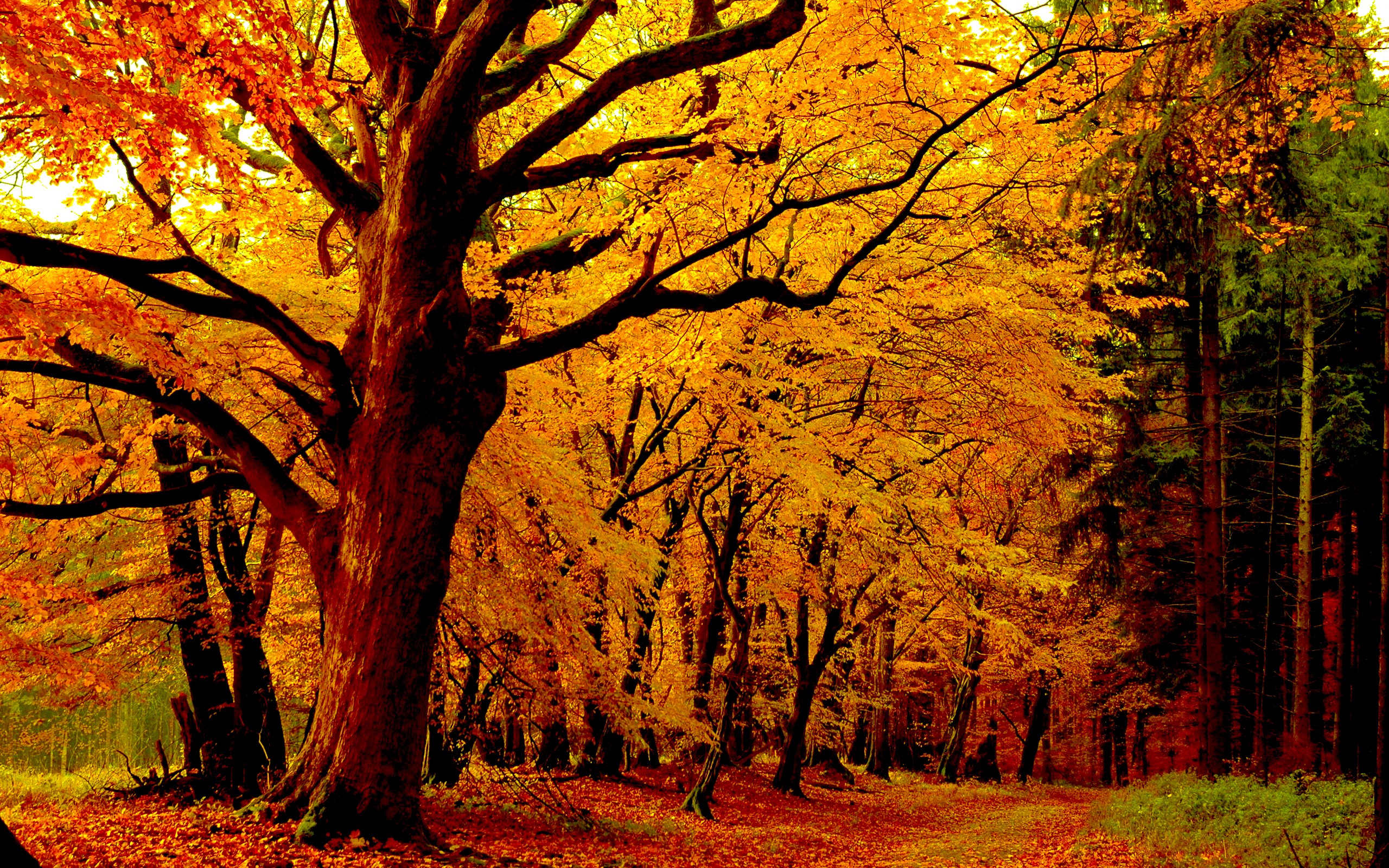 Path in Autumn Forest HD Wallpaper | Background Image  