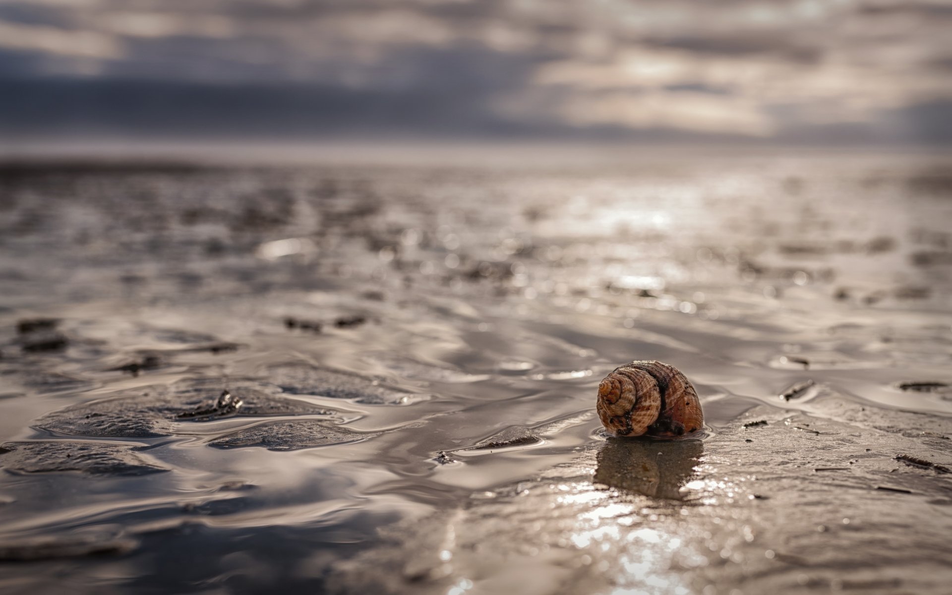 Download Depth Of Field Nature Shell 4k Ultra HD Wallpaper | 4639x2900 ...