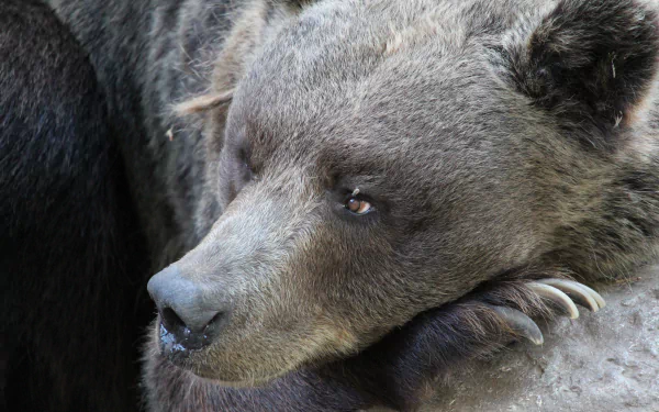 resting Animal bear HD Desktop Wallpaper | Background Image