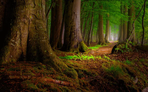HD PC desktop wallpaper showing a serene forest path winding through towering redwood trees surrounded by lush green foliage and moss-covered ground.