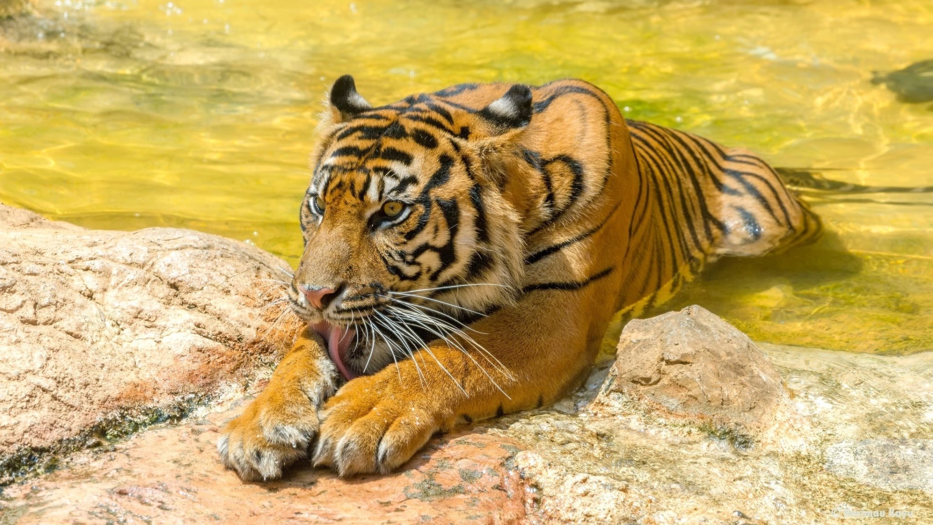 Download Zoo Animal Tiger HD Wallpaper