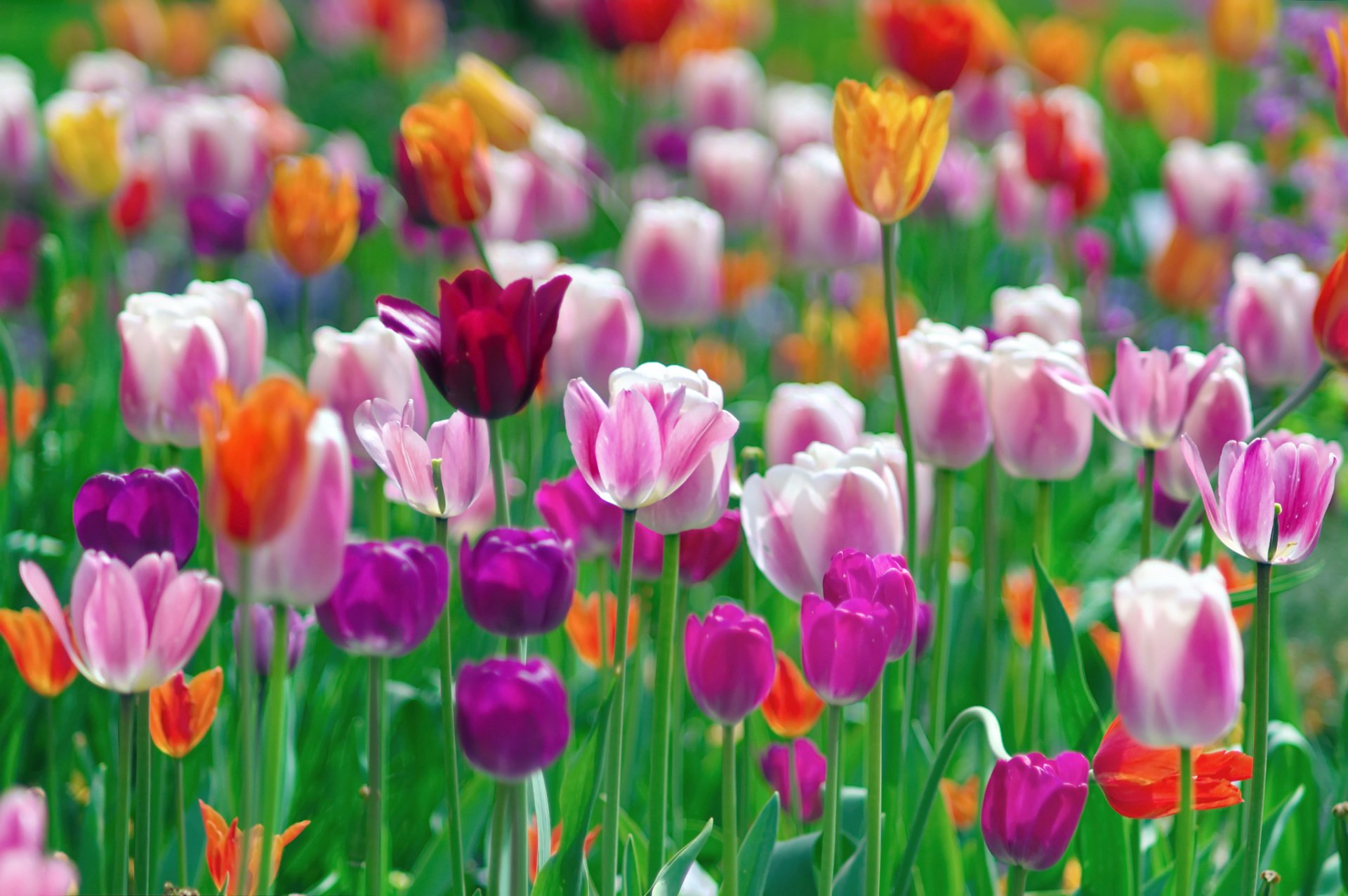 HD PC desktop wallpaper of a sunlit field of orange, purple and pink tulips in nature.