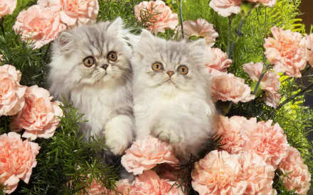Two fluffy Persian kitten babies nestled among blooming pink carnations in a vibrant garden setting, captured as an HD desktop wallpaper.