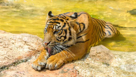 zoo Animal tiger HD Desktop Wallpaper | Background Image
