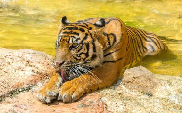 zoo Animal tiger HD Desktop Wallpaper | Background Image