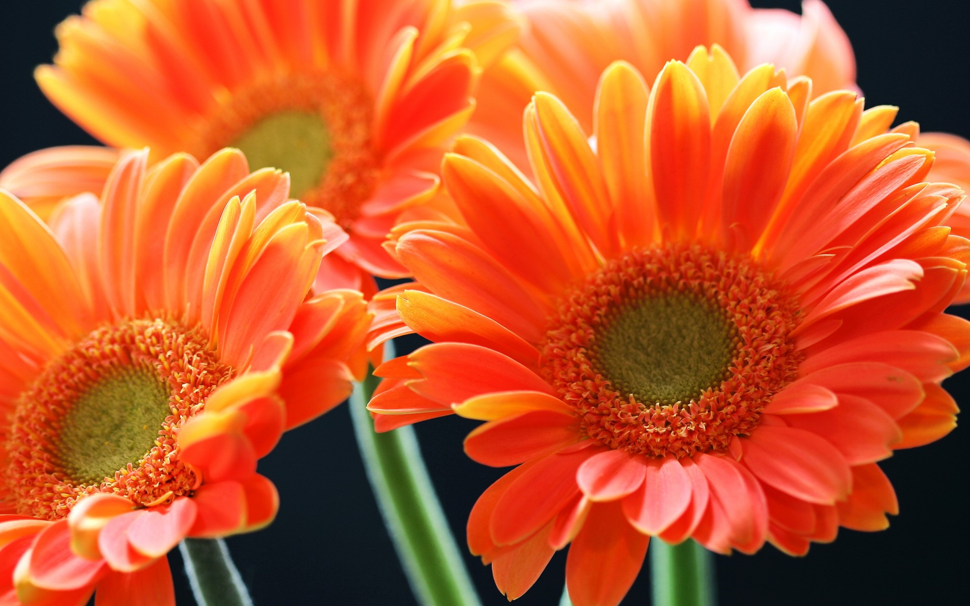 Orange Gerberas