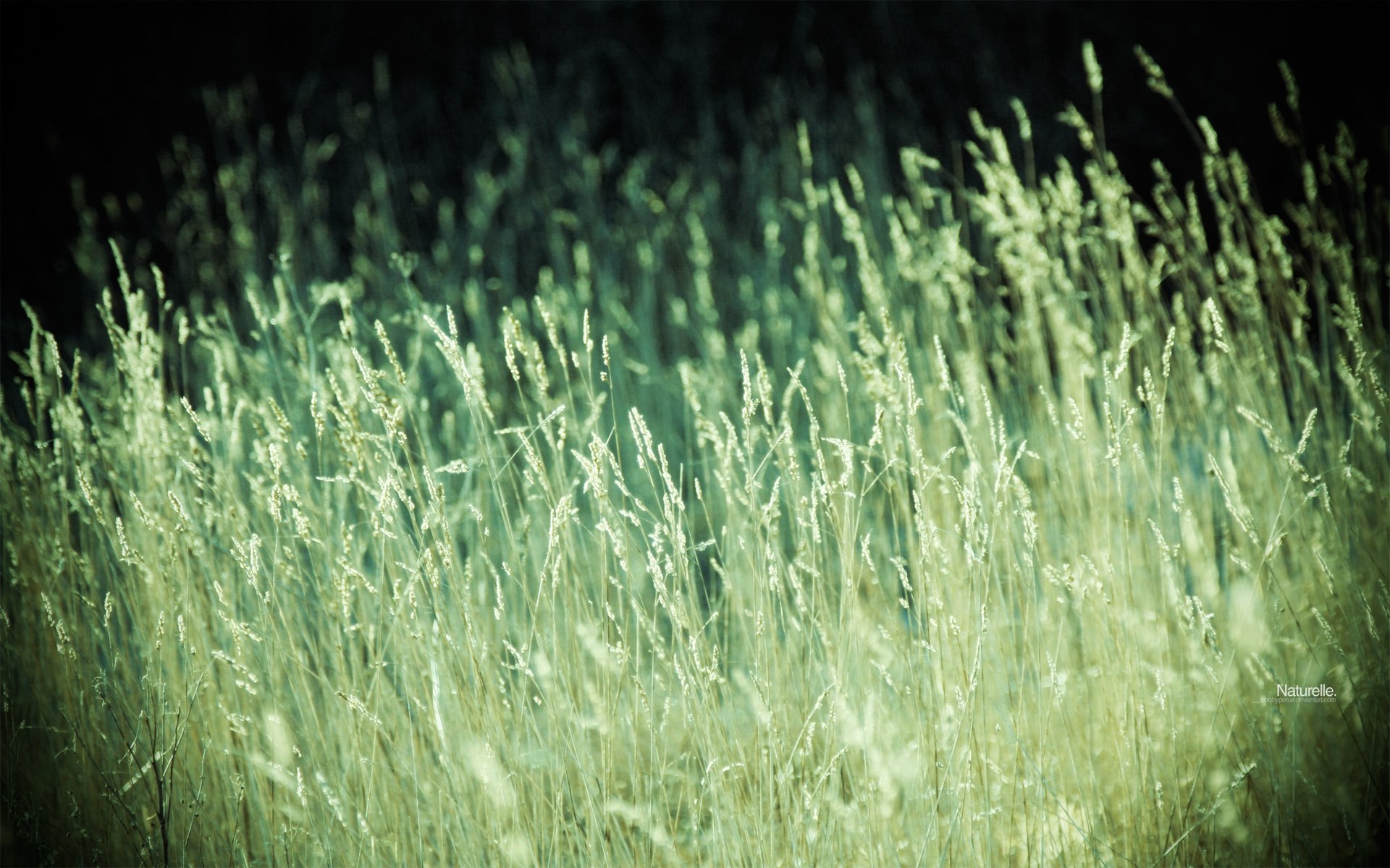 Download Planet Nature Grass  HD Wallpaper