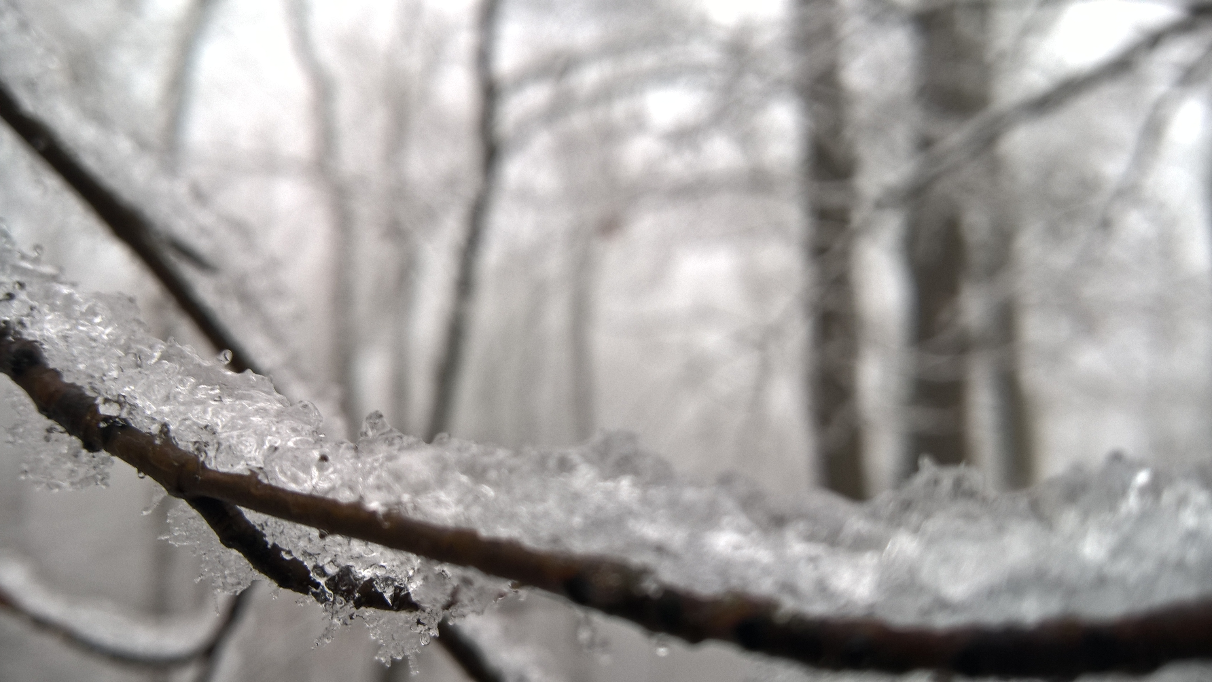 Download Branch Ice Frost Nature Winter 4k Ultra HD Wallpaper by Whiterain